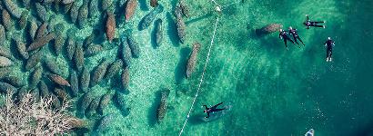 Manatees from above