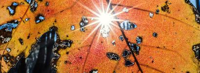 Sunrise and a side of leaf