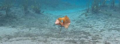 A leaf floating underneath