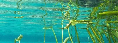 Reflection on sea foliage