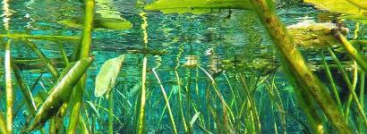 A little sea forrest