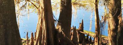 Beauty through the trees