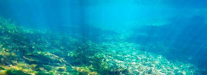 Into The Abyss (Manatee Springs)