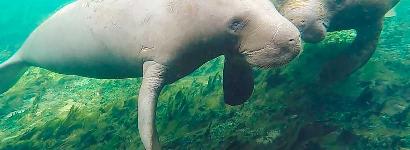 Playful Manatees (Silver Springs)