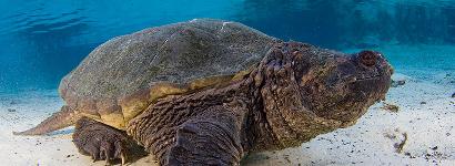 Snapping turtle on the prowl