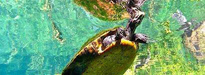 The Better to Tickle You With