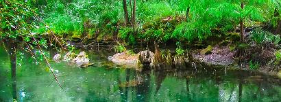 Wes Skiles Peacock Springs