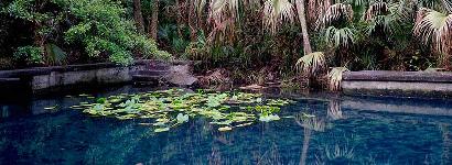 Ginger Ale Springs - Pool