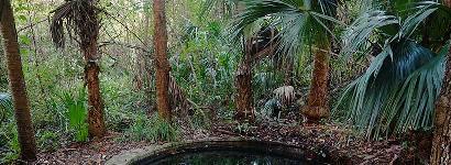 Ginger Ale Springs - Pool Up Close