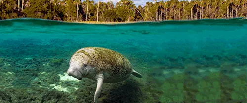 Three Sisters Springs