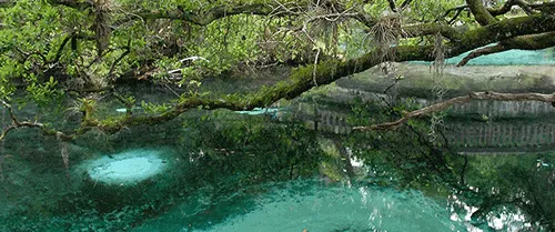 Fern Hammock Springs
