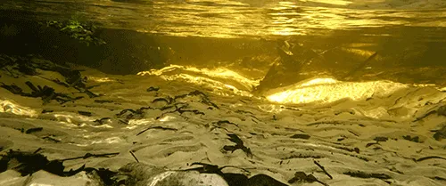 Morman Branch Spring