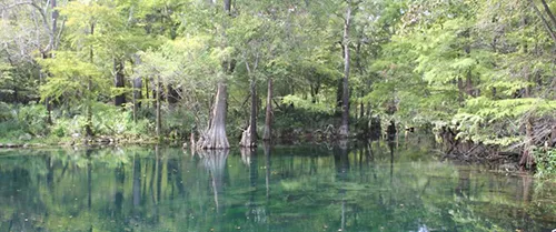 Wes Skiles Peacock Springs