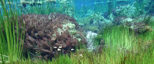 Rainbow Springs State Park